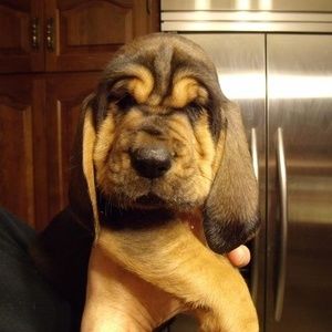 Meet your Posher, Janet